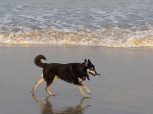 Camden Haven Dog Friendly Beaches
