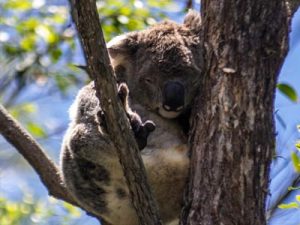 Koala in Kendall NSW